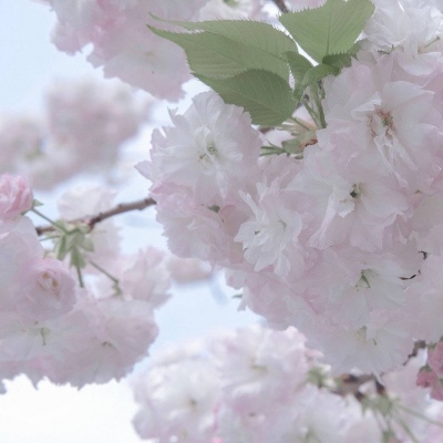 石家庄福瑞交流群